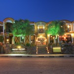 The Olive Tree