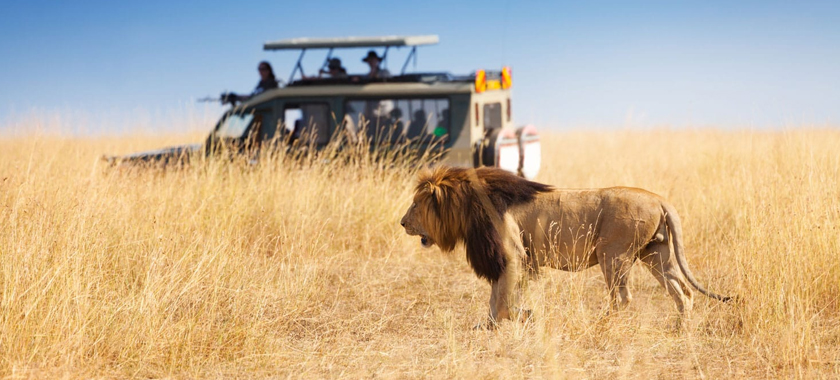 Jeep ile Aslan Safarisi Tour