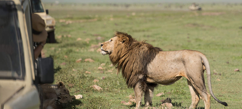 Jip ile Aslan Safarisi Tour